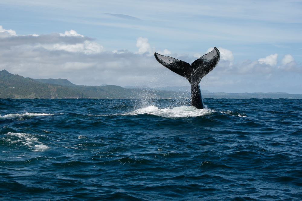 Ver ballenas en Samaná en su hábitat natural