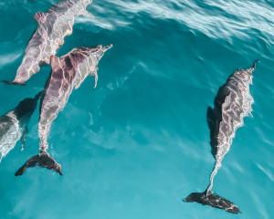 Nadar con delfines en Punta Cana, una experiencia inolvidable