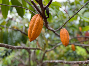 Cacao y café domincano, dónde degustarlos en Punta Cana